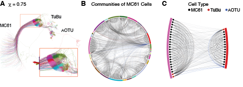 Higher-resolution clustering reveals a spatial tiling pattern in the small unit of the AOT